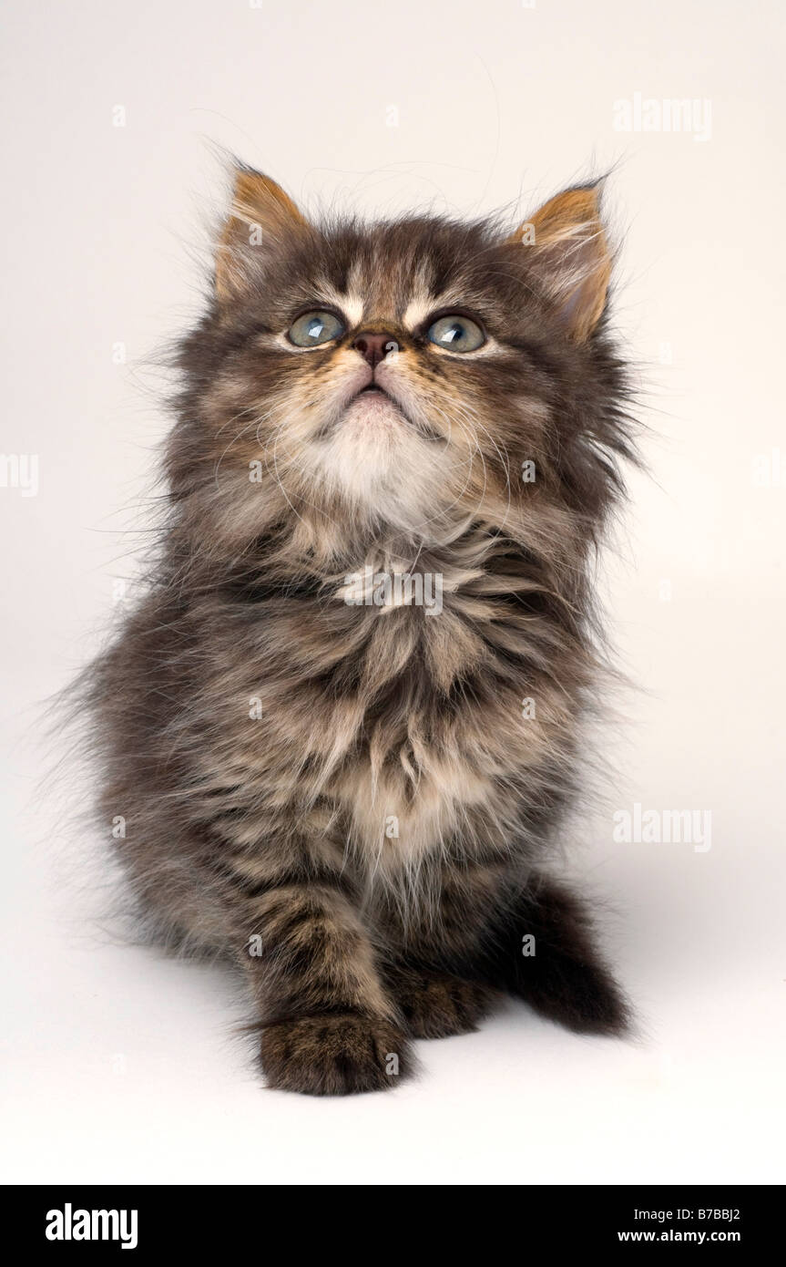 Cute Six Week Old Kitten Stock Photo Alamy Cute six week old kitten stock photo alamy