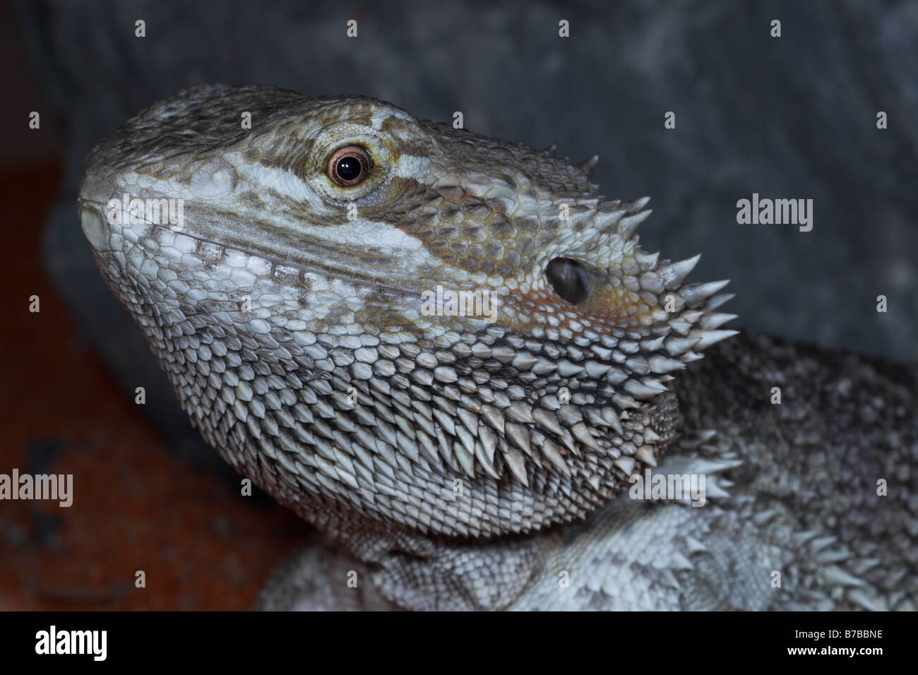 Bearded Dragon in vivarium Stock Photo Alamy