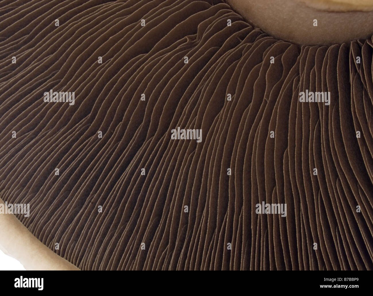 Portobello mushroom with underside gills Stock Photo Alamy