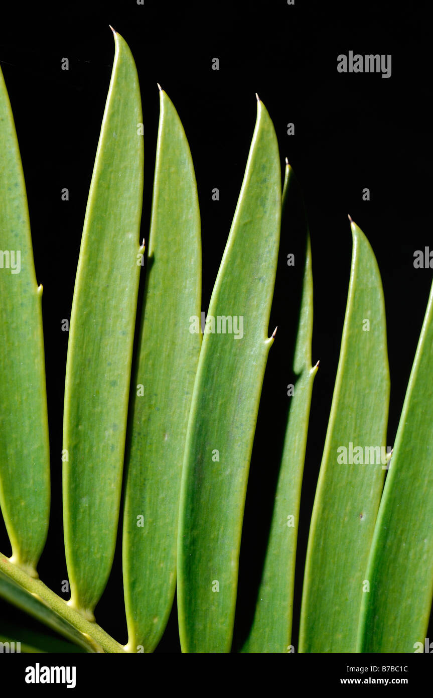Zamiaceae Encephalartos Leaves detail Stock Photo