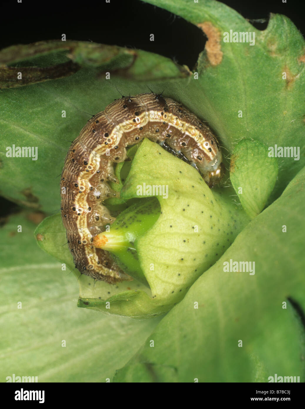 African or cotton bollworm Helicoverpa armigera on cotton square