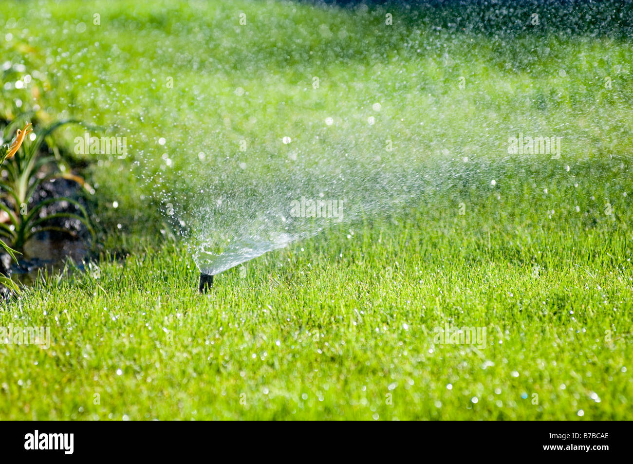 irrigation irrigator water watering system plant plants systems hose