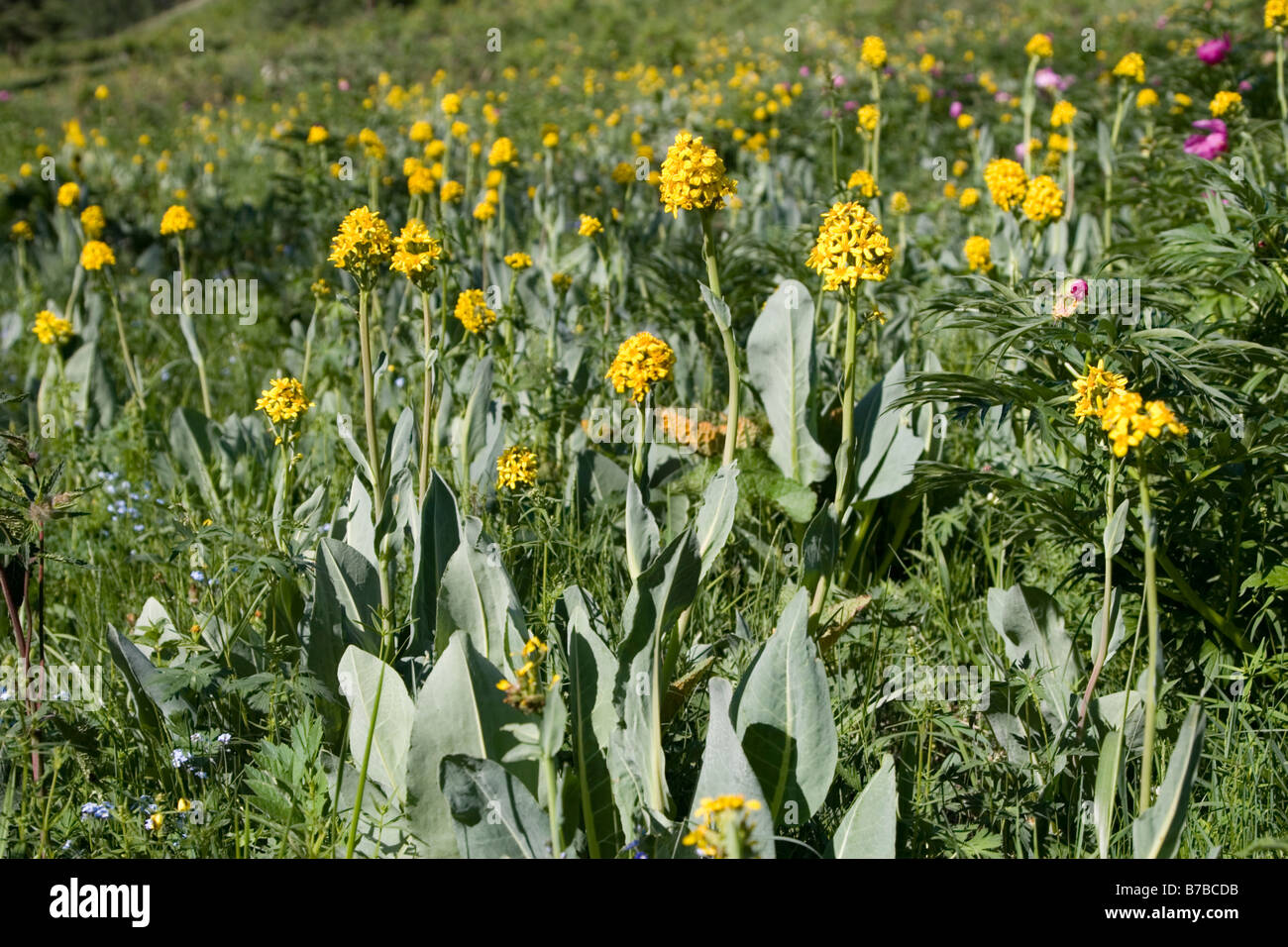 Wild flowers bristle the grassland at Kanas national park in Xinjiang