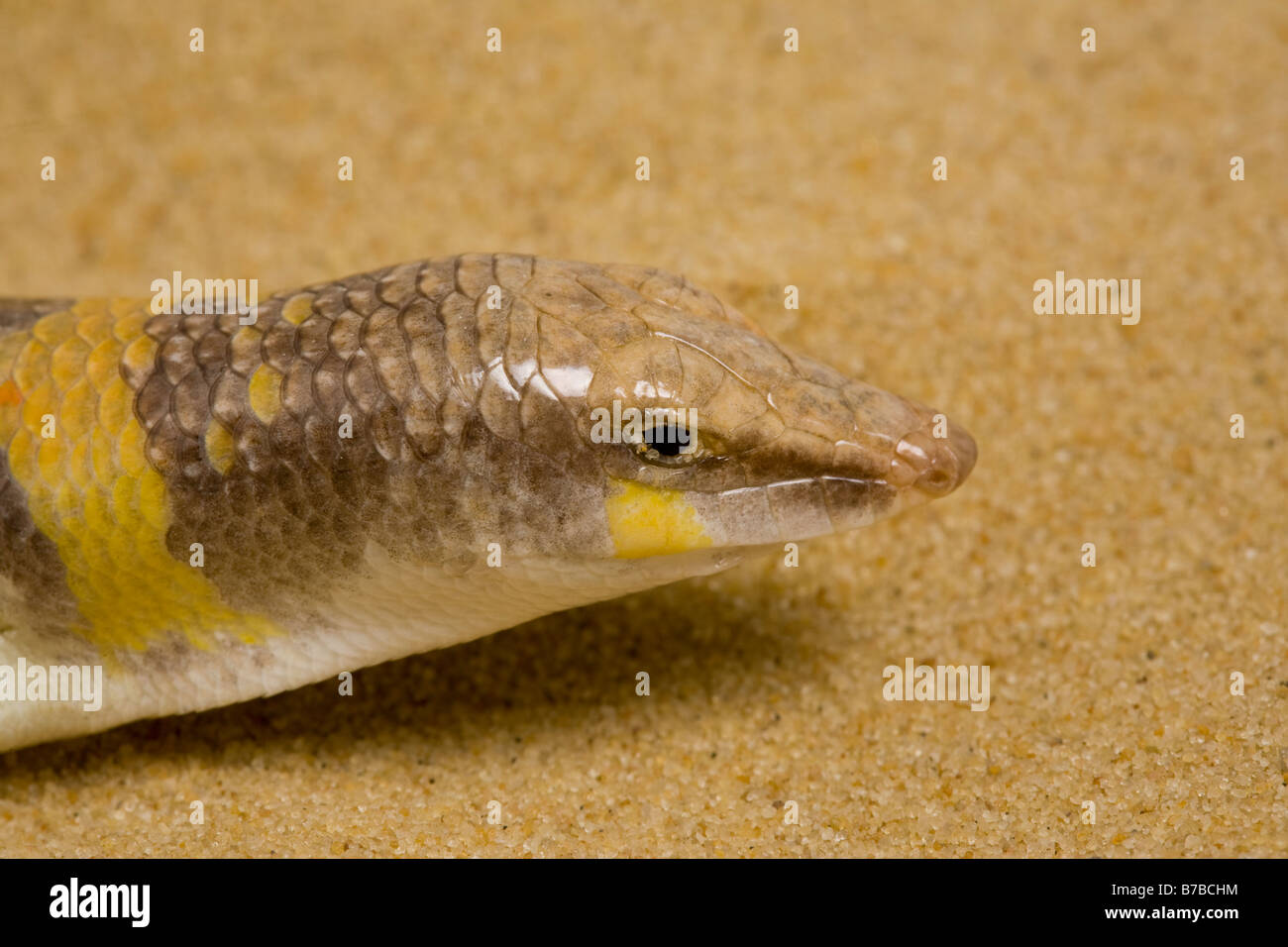 Sandfish  North Africa Stock Photo