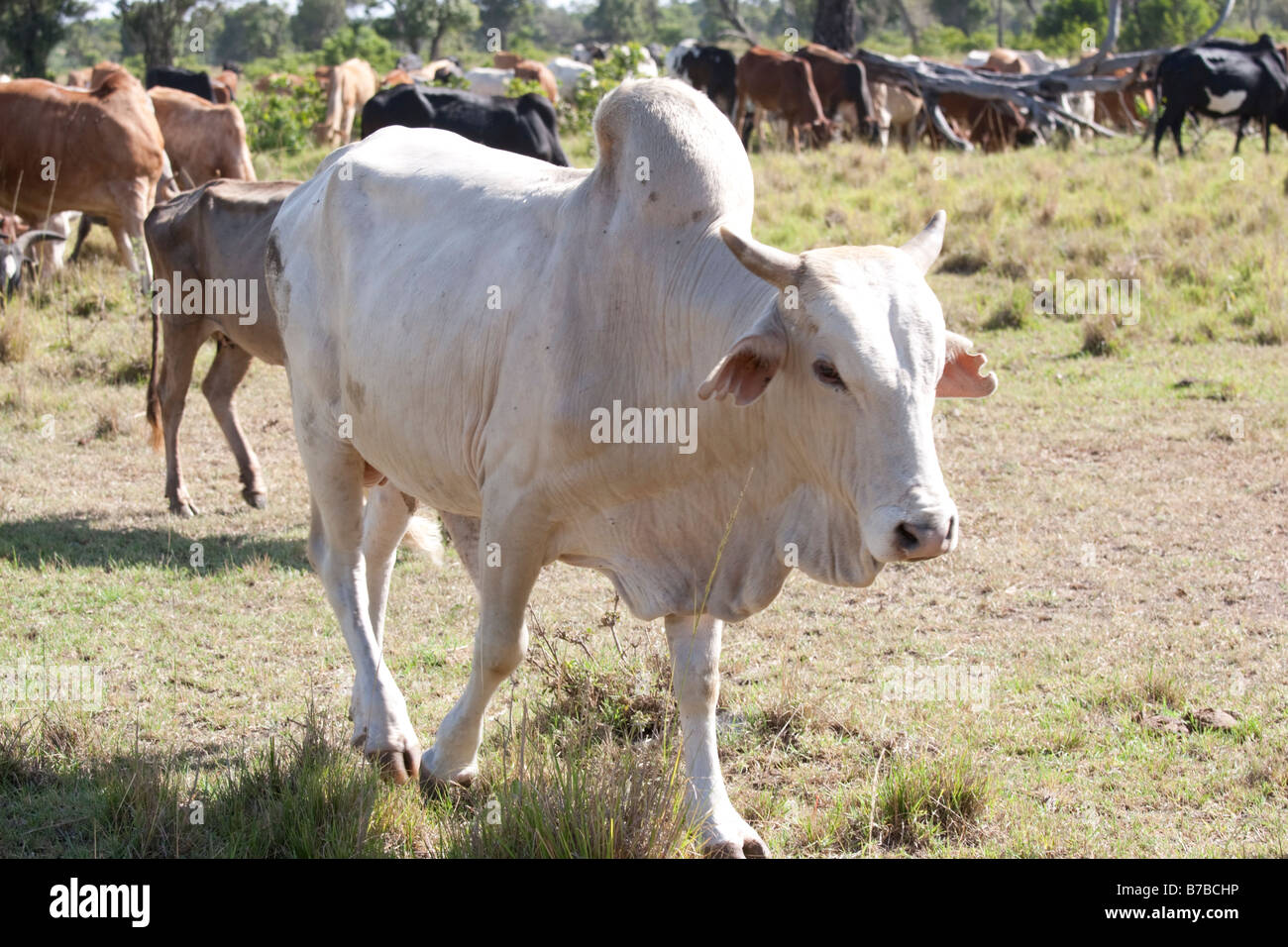 Zebu humped Masai cow bull Masai Mara North Reserve Kenya Stock Photo Alamy