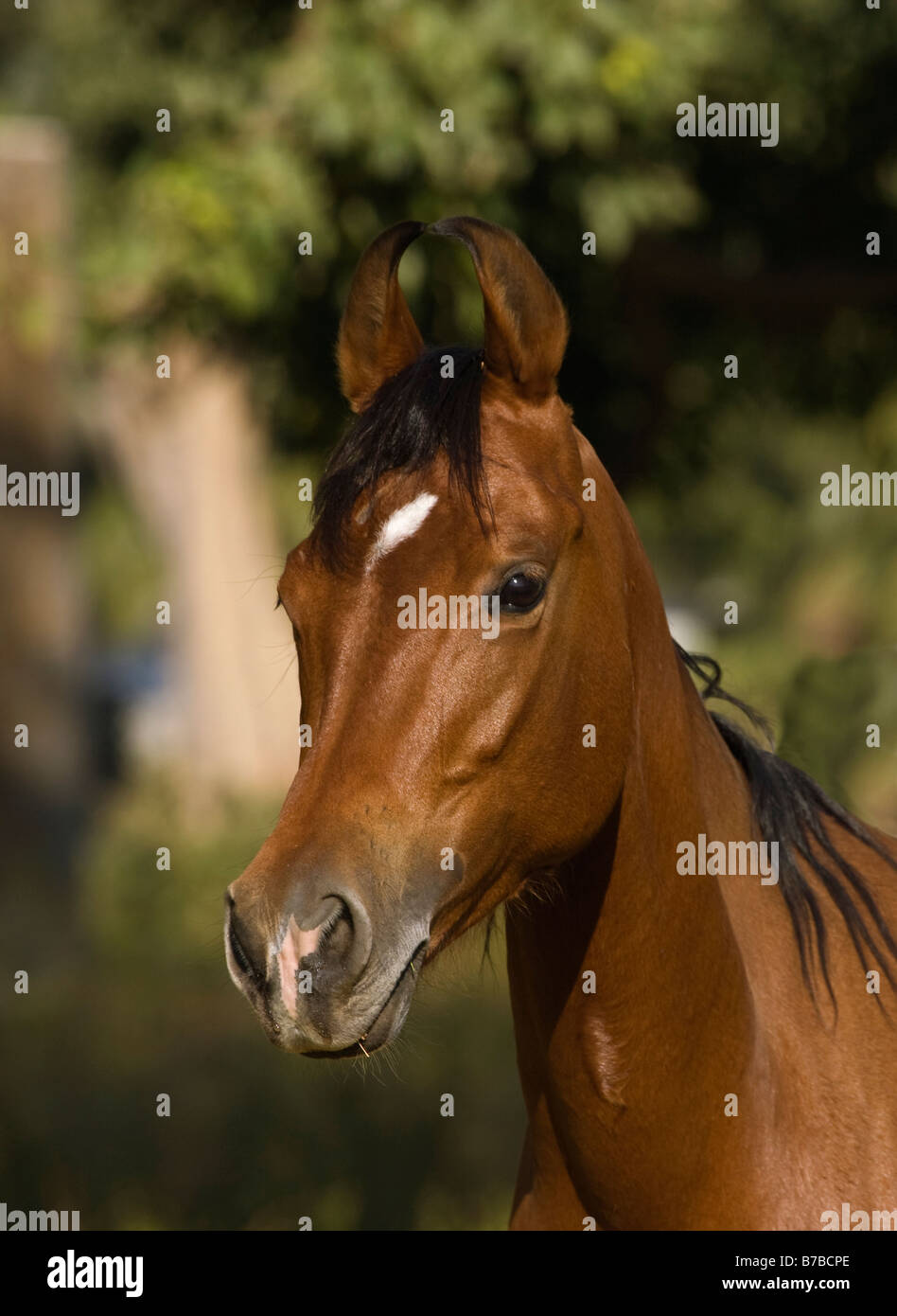 Horse India curved ears exotic Asia Asian Indian Stock Photo Alamy
