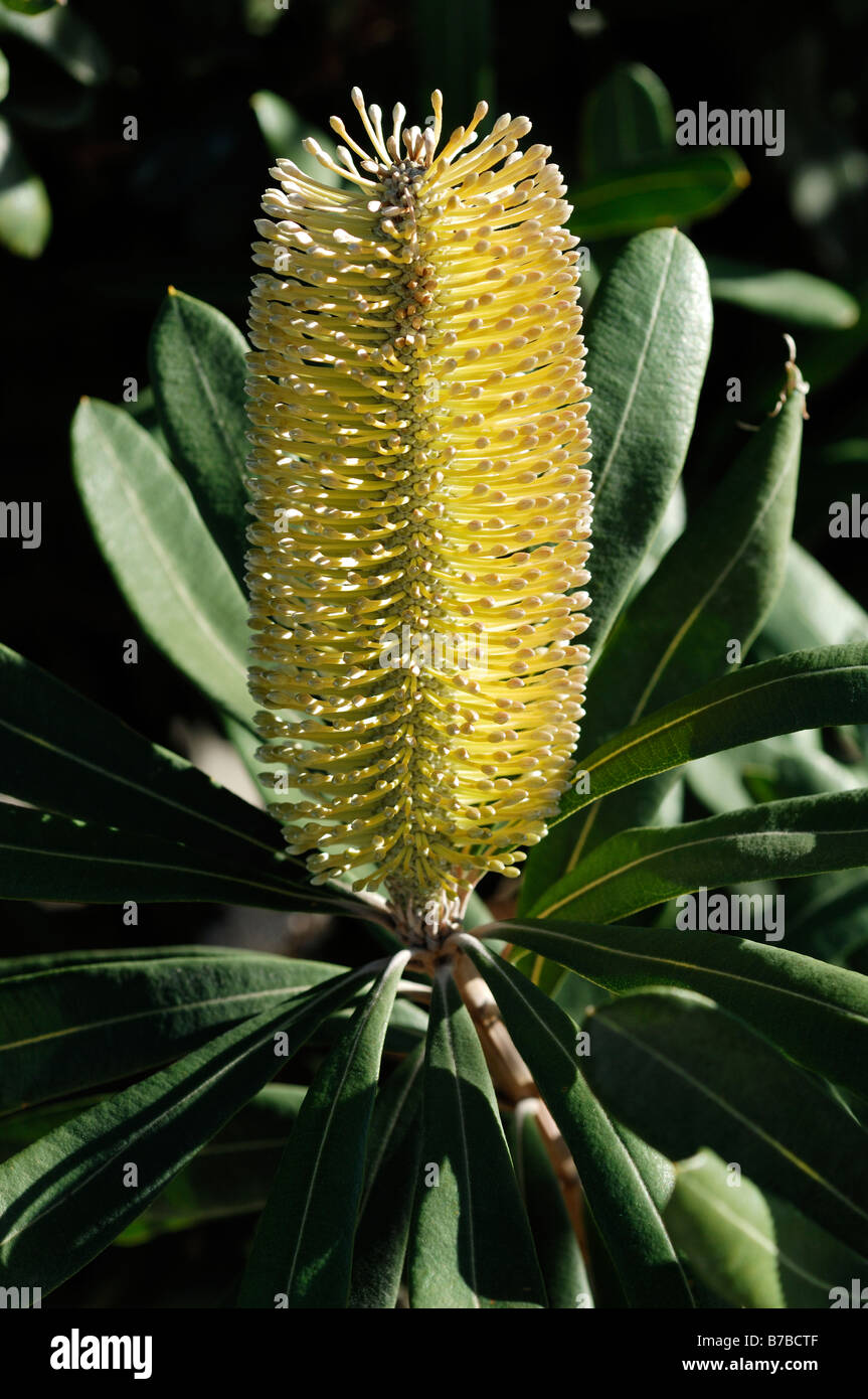 Banksia Integrifolia Details Stock Photo