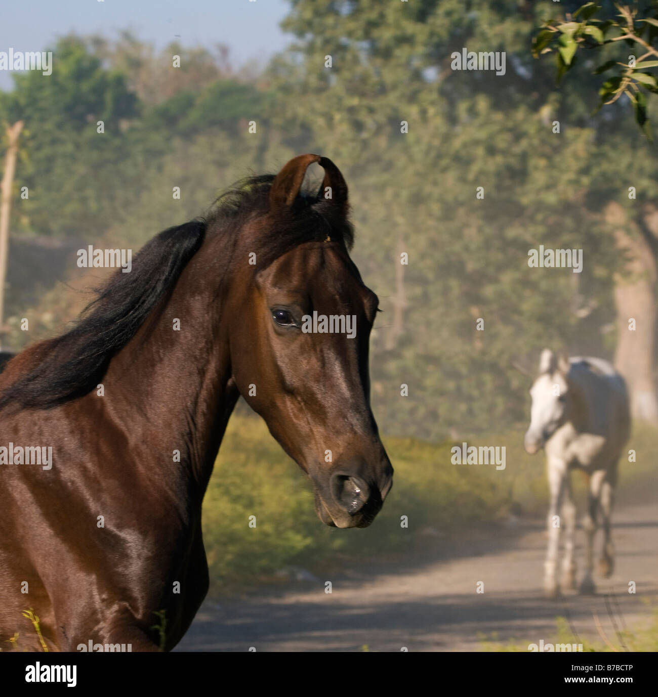 Horse India curved ears exotic Asia Asian Indian Stock Photo Alamy