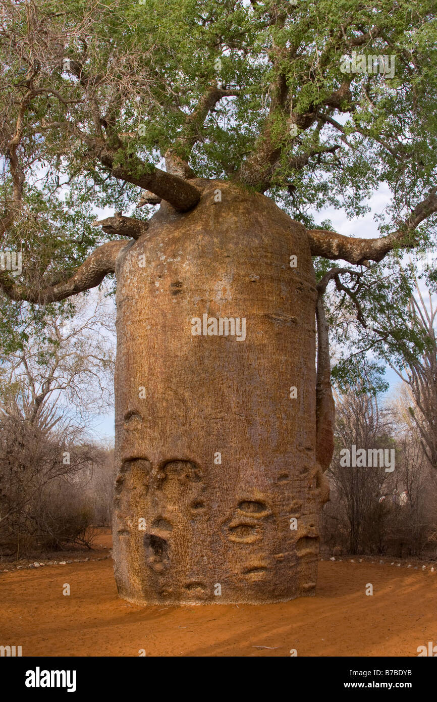Baobab tree Adansonia za Ifaty spiny forest southern Madagascar Stock Photo