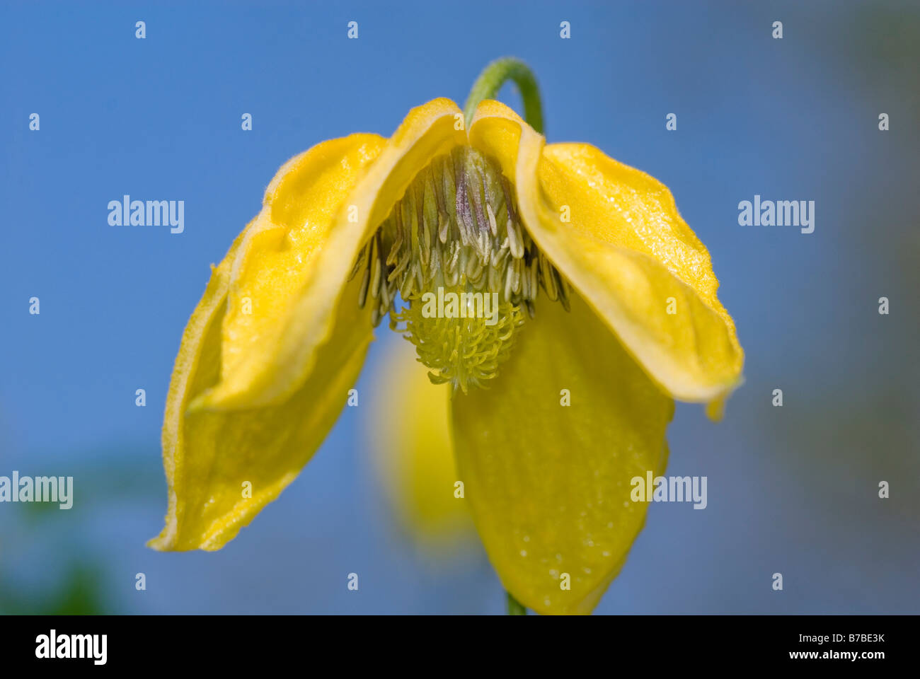 CLOSE UP OF CLEMATIS HELIOS FLOWER HEAD Stock Photo