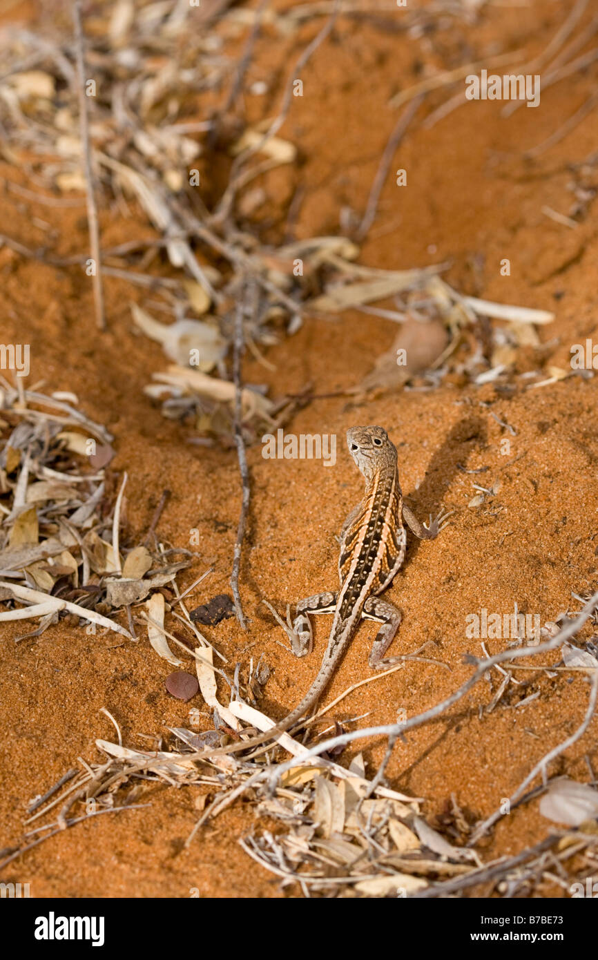 Thre eyed Lizard Chalarodon madagascariensis Ifaty Madagascar Stock Photo