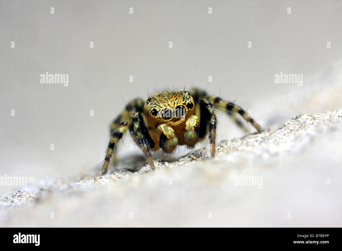 Jumping spider (Talavera aequipes, Euophrys aequipes), male sitting on a stone Stock Photo