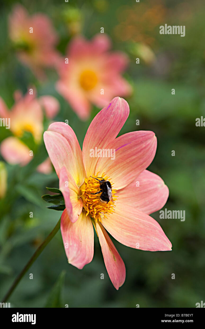 Bee collecting nectar from Dahlia pinnata flower Belgium Stock Photo