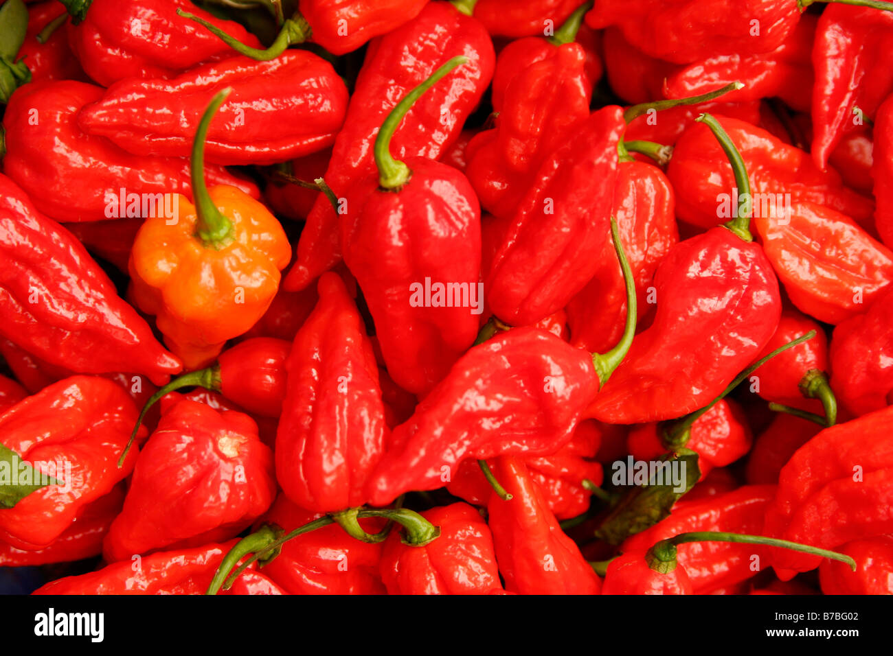 Close-up of freshly harvested Red Chilli Peppers Stock Photo