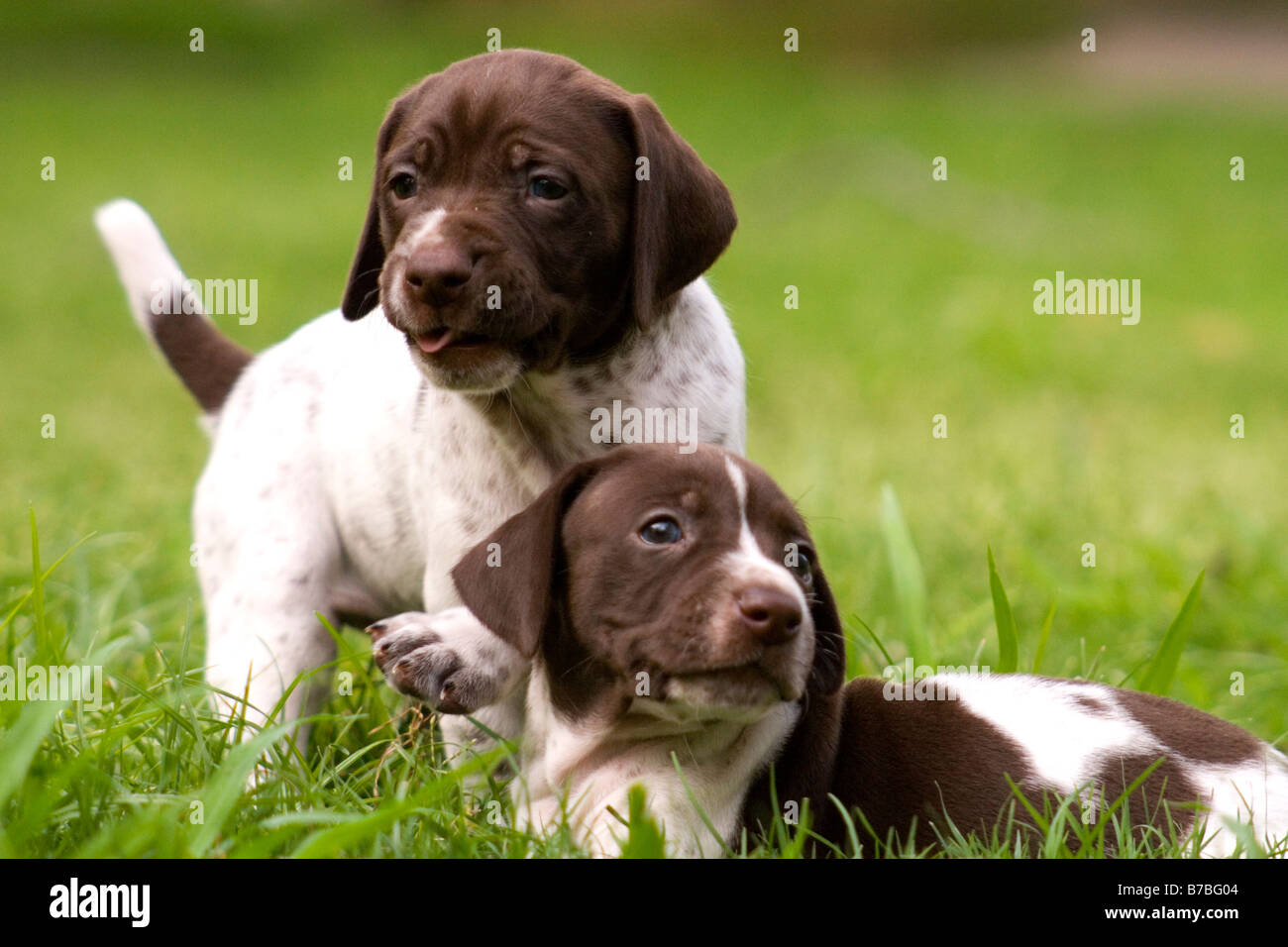 cute little puppies playing in grass Stock Photo - Alamy