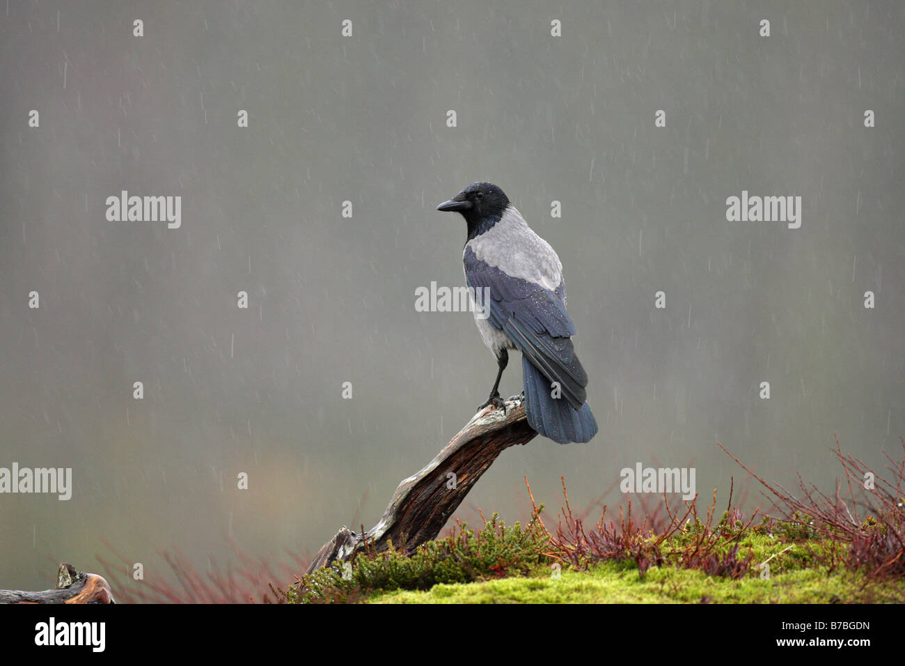 Rain crow hires stock photography and images Alamy