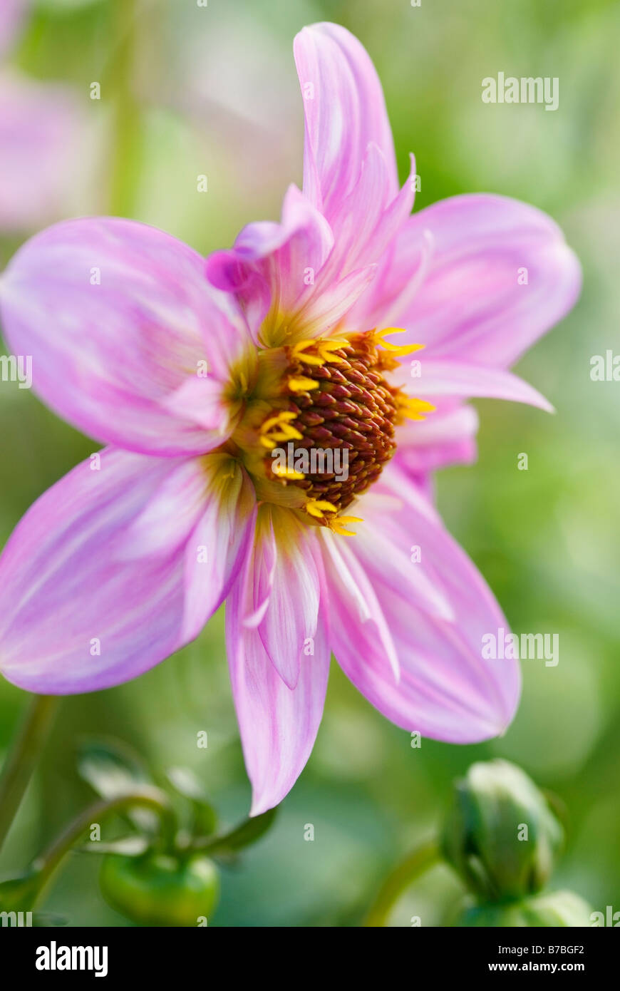 Close up of Dahlia Teesbrooke Red Eye Stock Photo