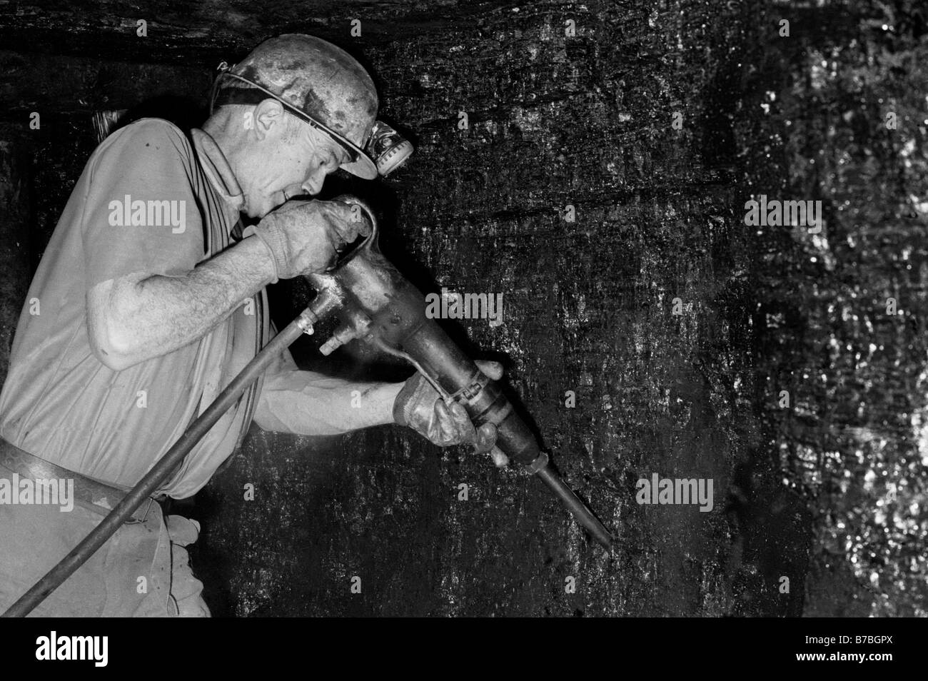 Miner cutting coal underground at Blaencuffin coal mine a privately owned drift mine on mountainside above Pontypool Torfaen Gwent South Wales Stock Photo