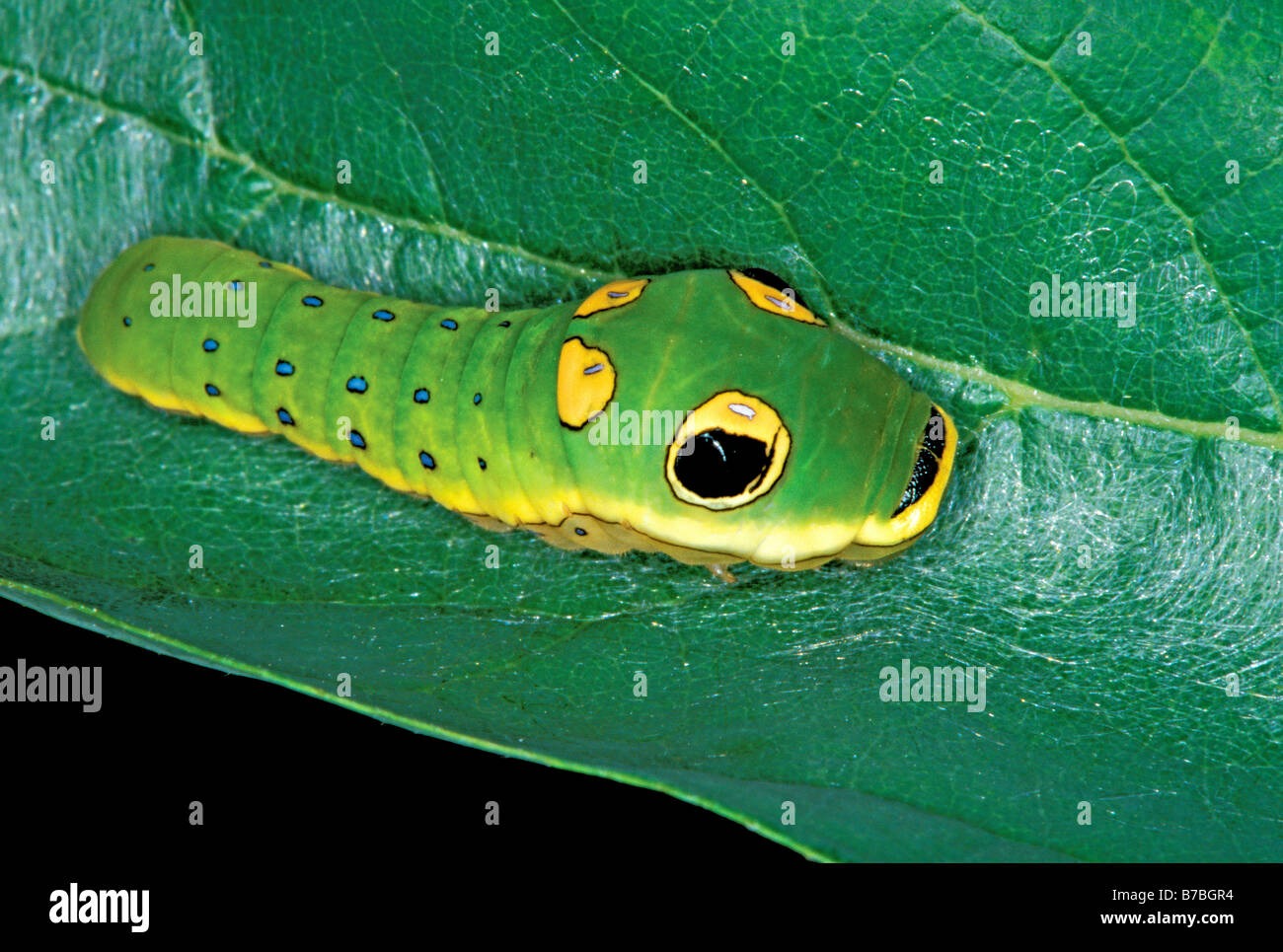 Spicebush Swallowtail caterpillar Stock Photo