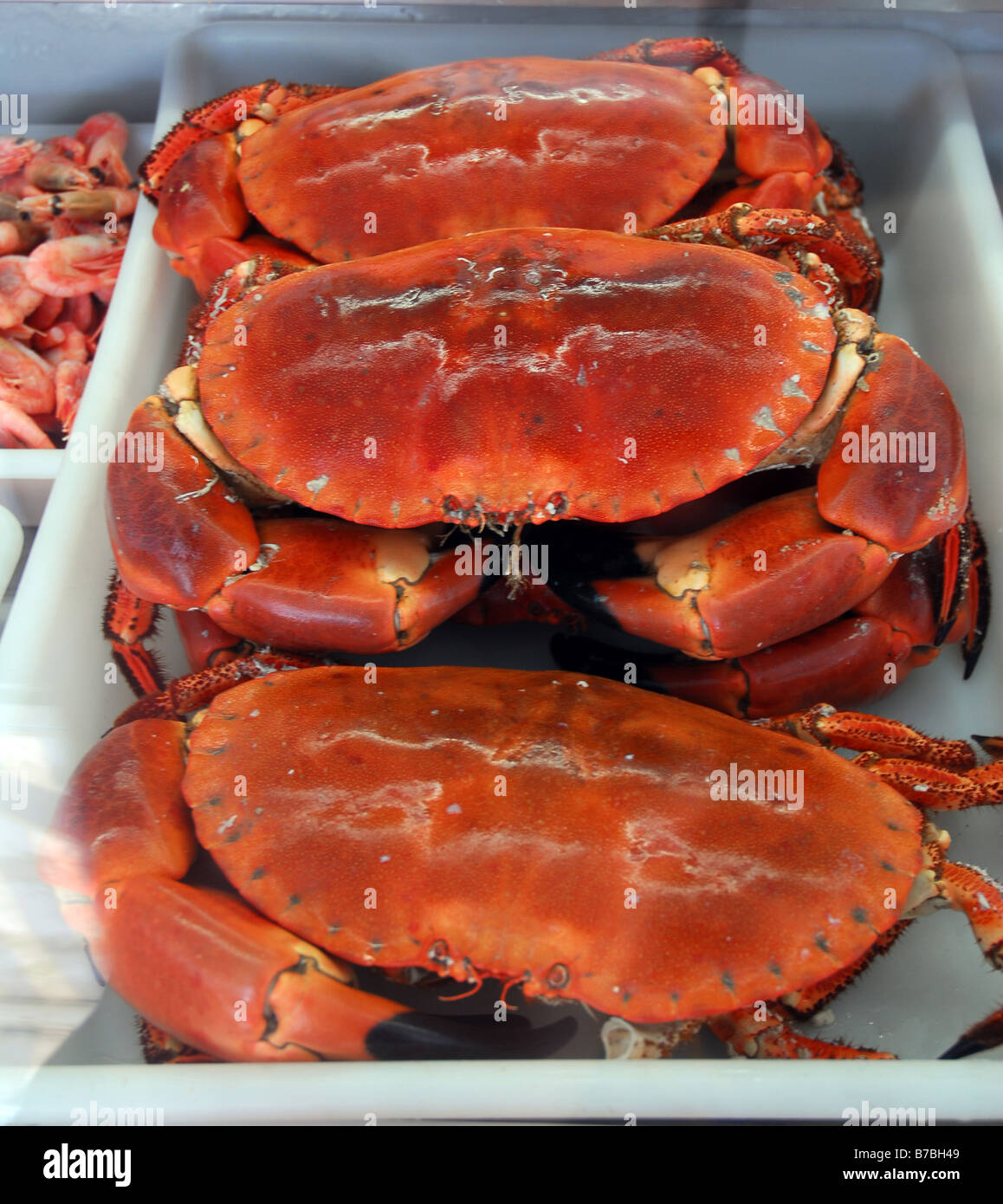 Devon crab hi-res stock photography and images - Alamy