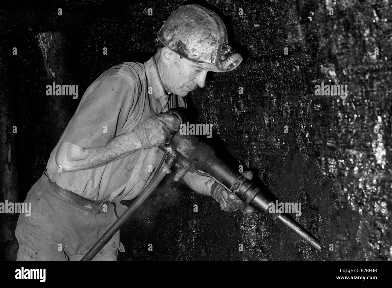 Miner cutting coal underground at Blaencuffin coal mine a privately owned drift mine on mountainside above Pontypool Torfaen Gwent South Wales Stock Photo