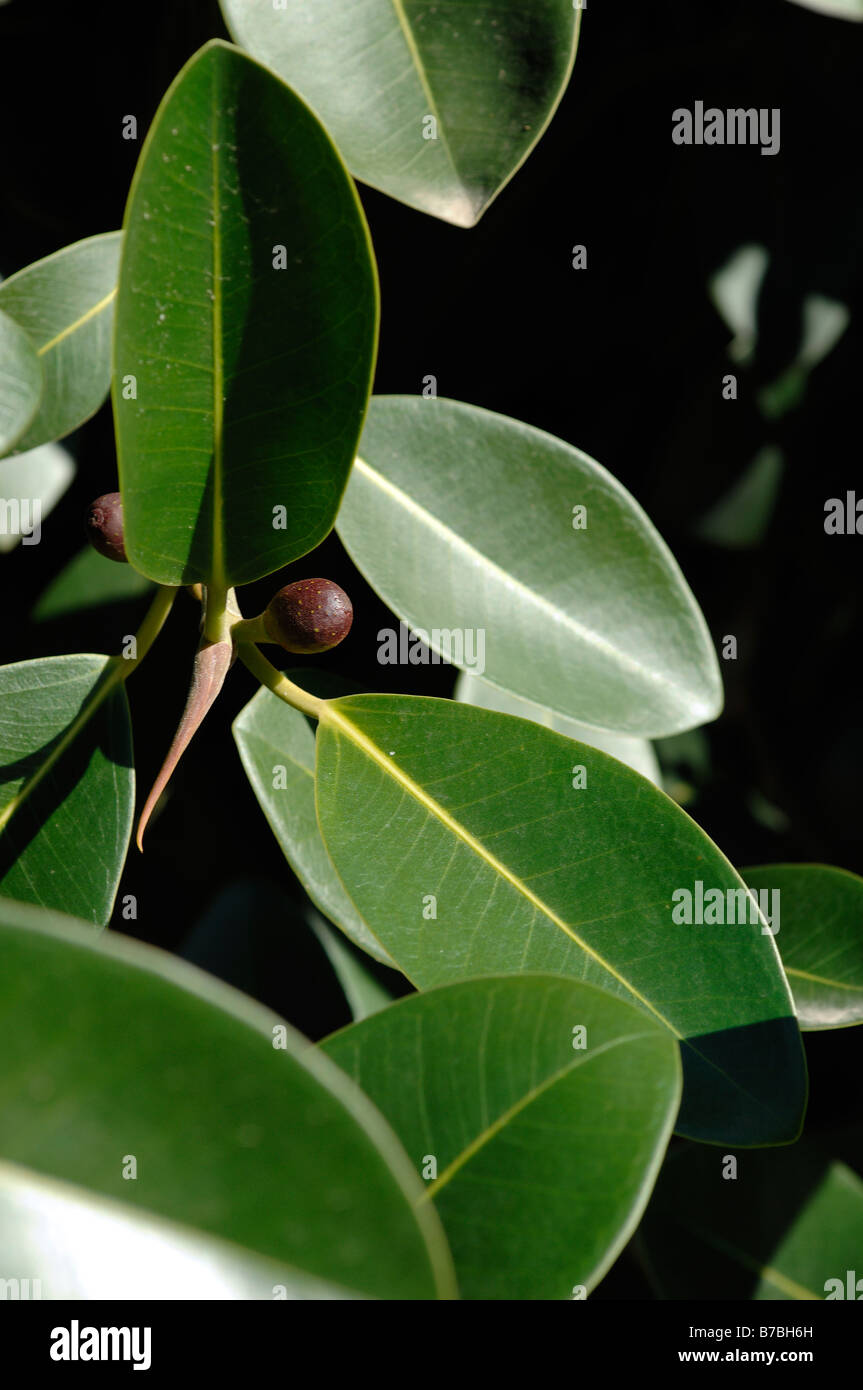 Ficus rubiginosa var glavescens Leaves and fruit detail Stock Photo