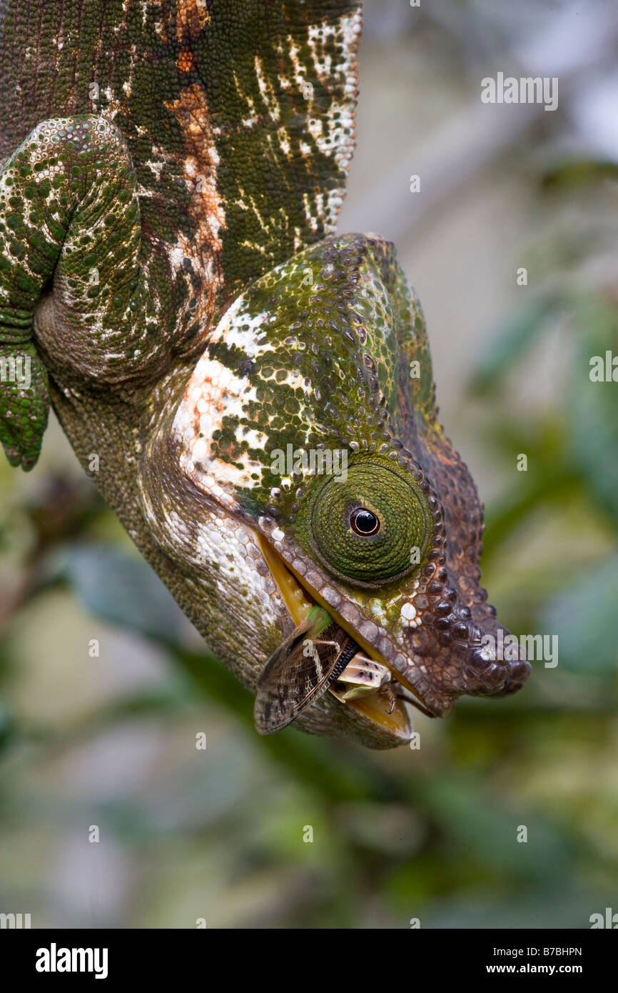 Globe-horned Chameleon Madagascar, eating grasshopper. Wild - releases not required. Stock Photo