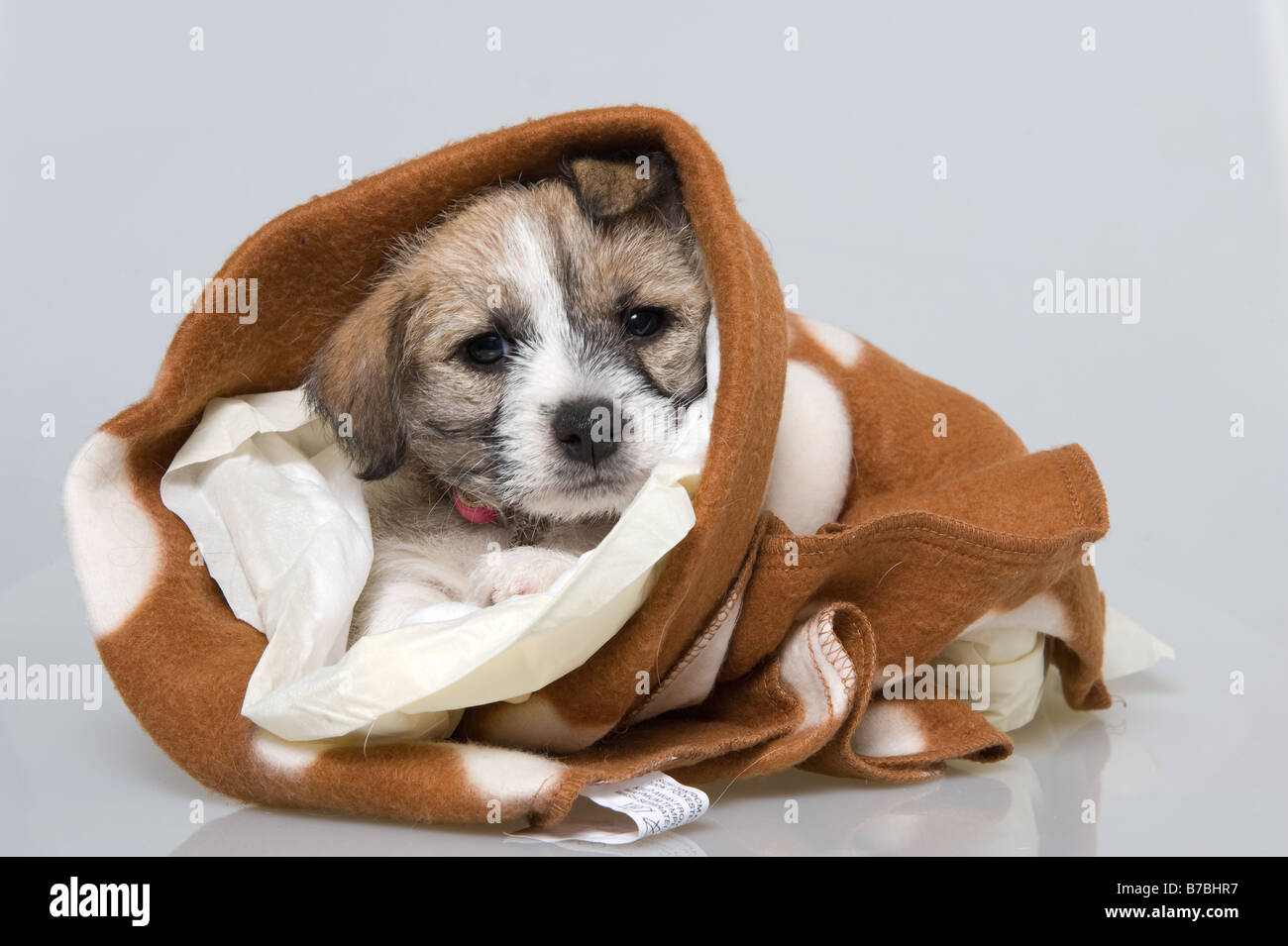 A two month old Jack Russell puppy wrapped in a towel Stock Photo Alamy