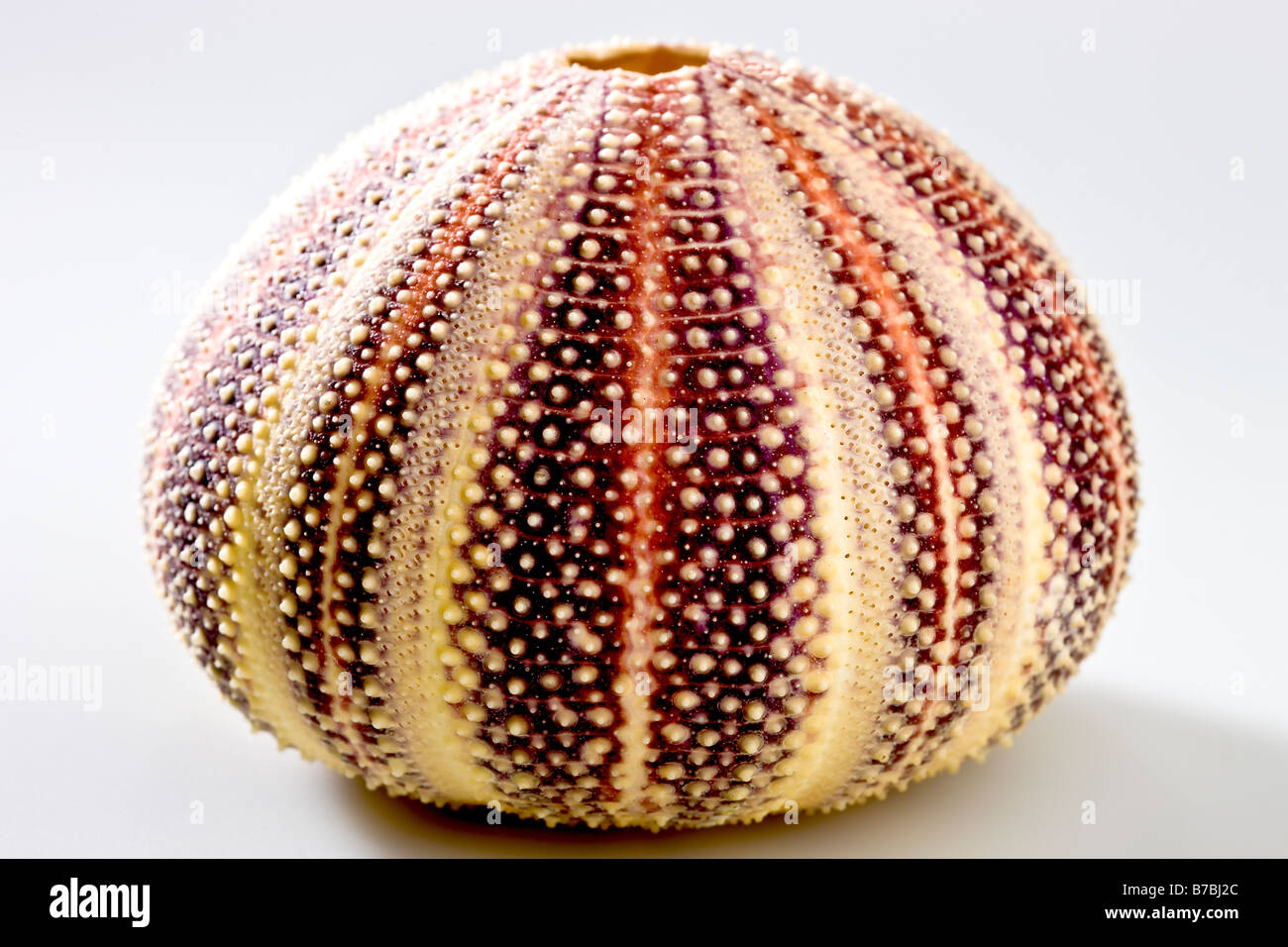 Shell of Sea urchin Stock Photo