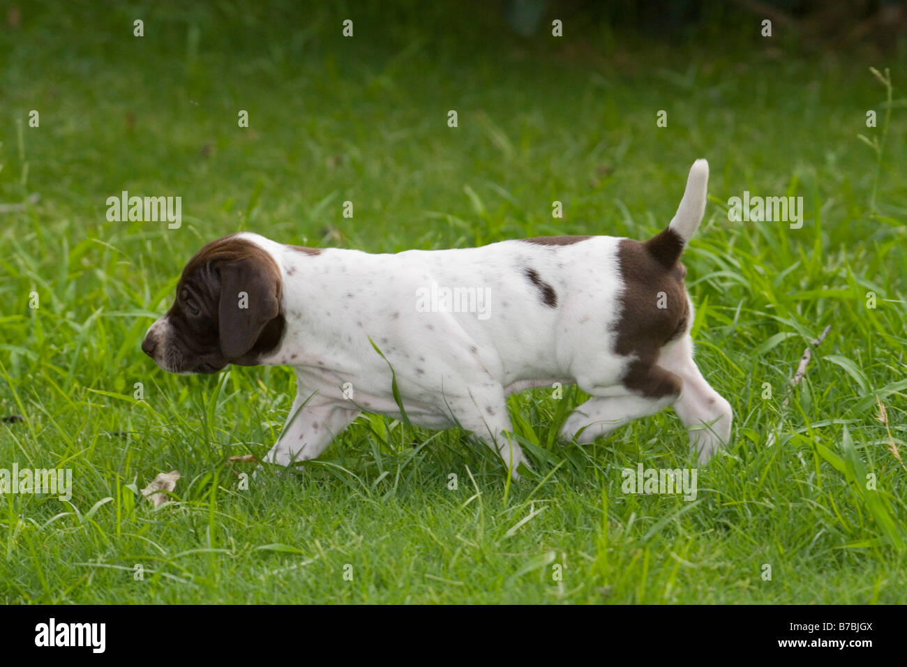cute little puppy walking in grass Stock Photo