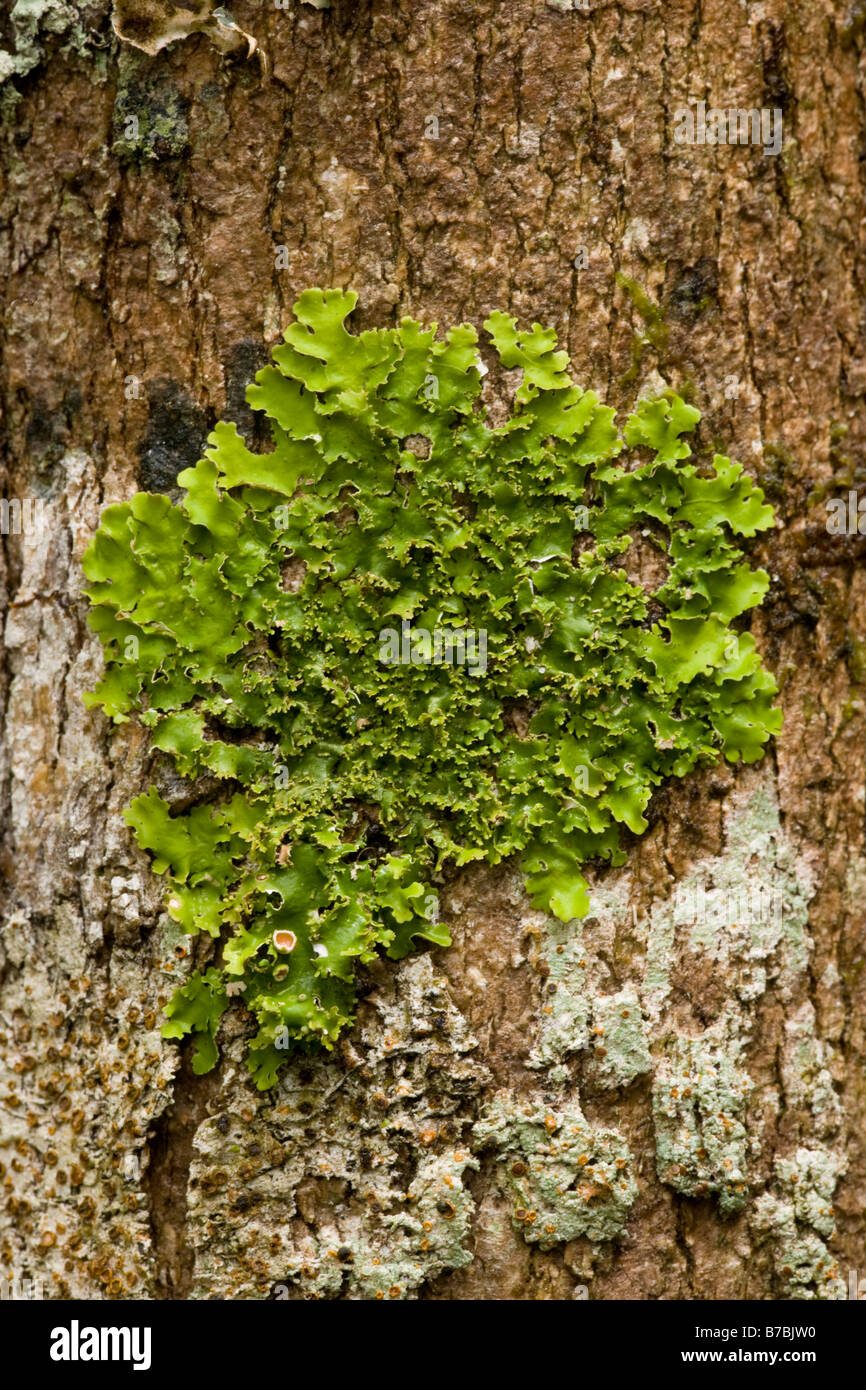 Lichen Madagascar Stock Photo