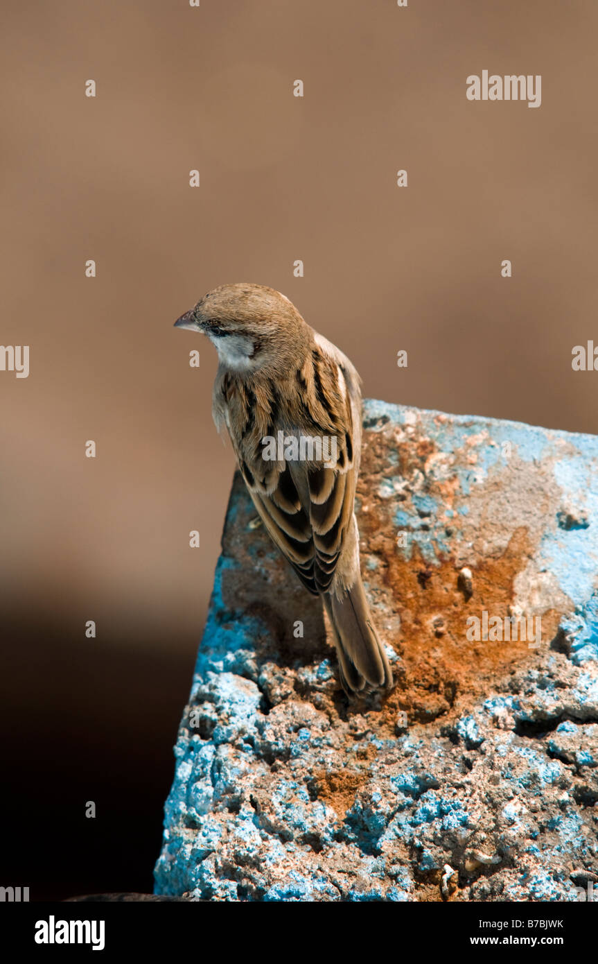 Small birds of india hires stock photography and images Alamy