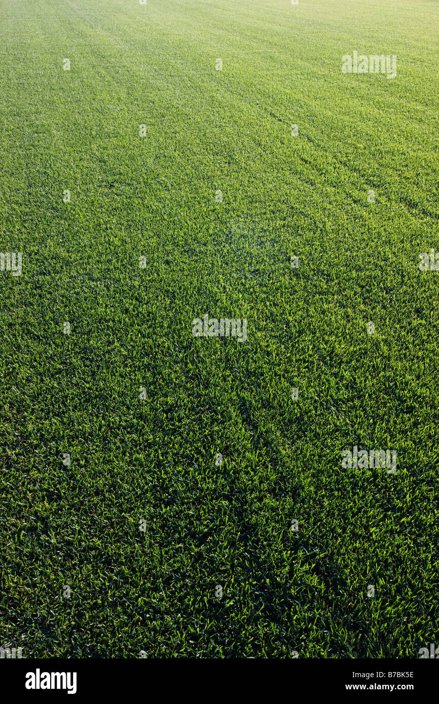 Rich green grass grows on a sod farm in southern California, USA Stock