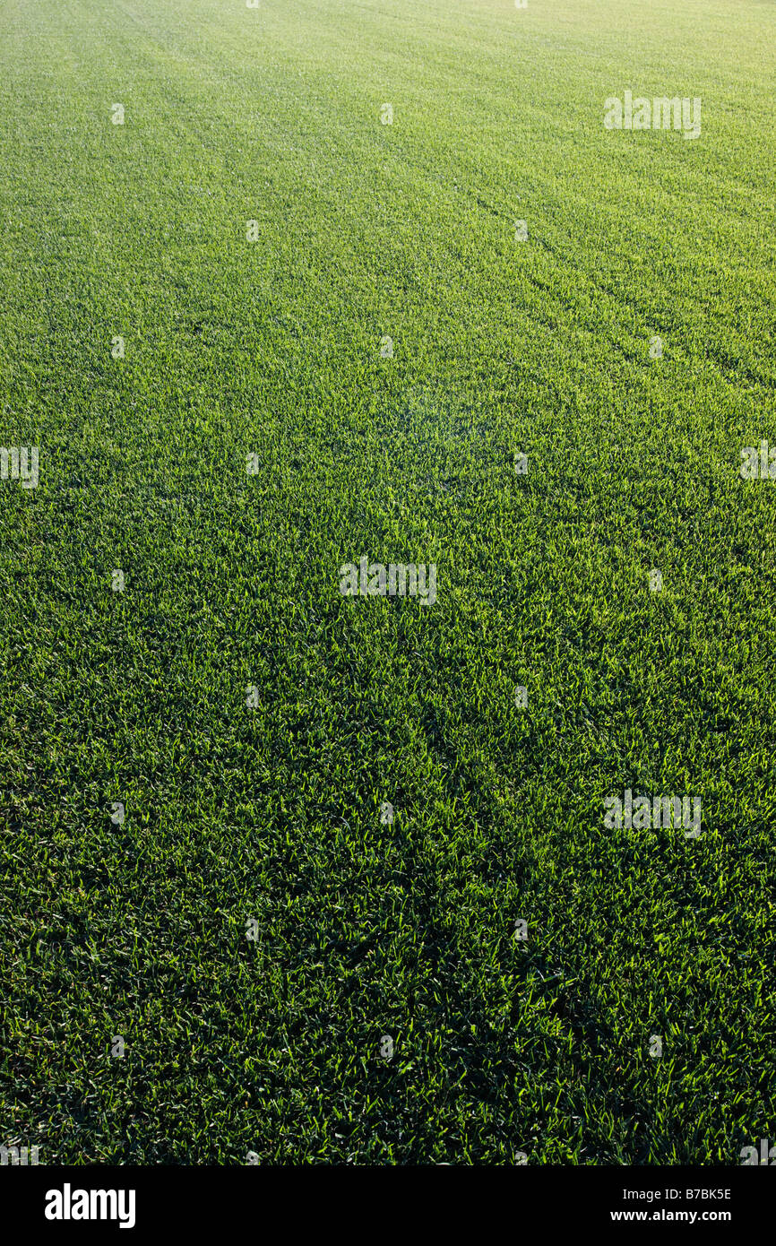 Rich green grass grows on a sod farm in southern California, USA Stock Photo