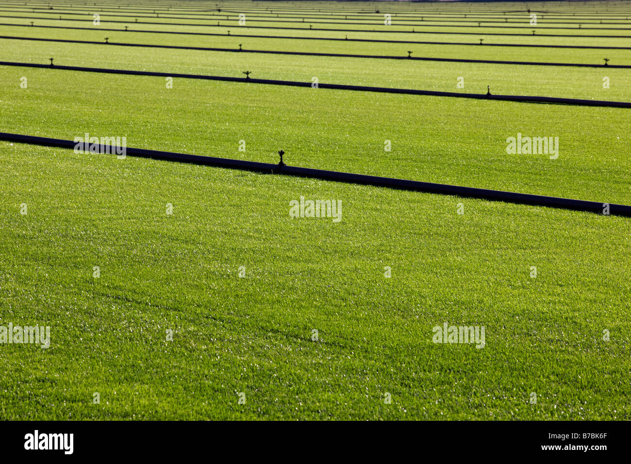 Rich green grass grows on a sod farm in southern California, USA Stock