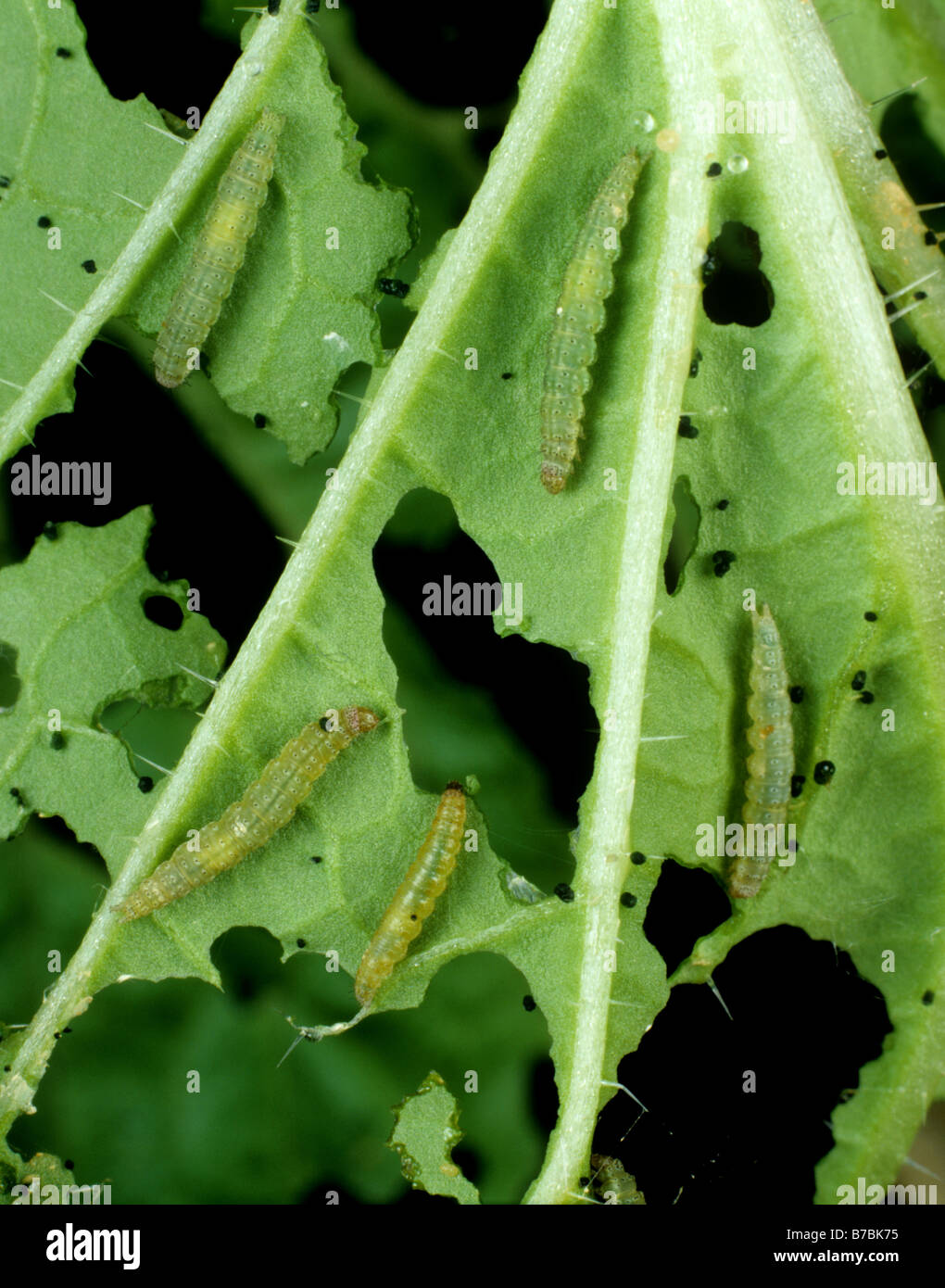 Diamondback moth Plutella xylostella caterpillars on damaged Chinese cabbage leaf Stock Photo
