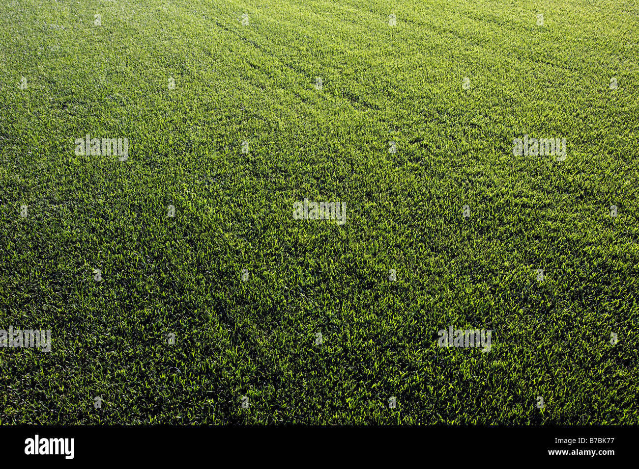 Rich green grass grows on a sod farm in southern California, USA Stock Photo