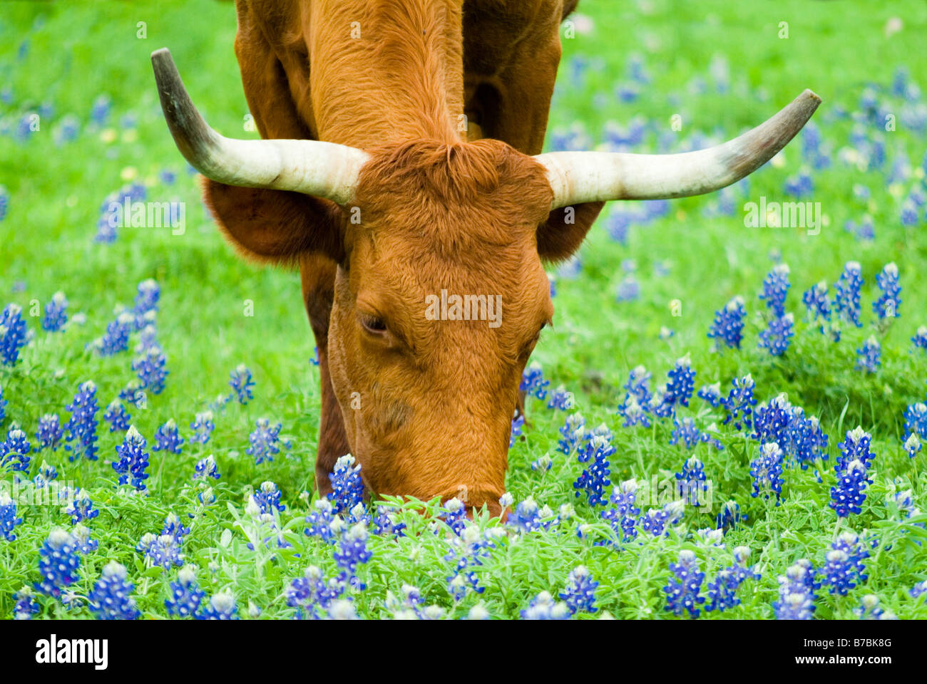 Horned bovine grazing peacefully with lovely Bluebonnet flowers peppered though out the green grass Stock Photo