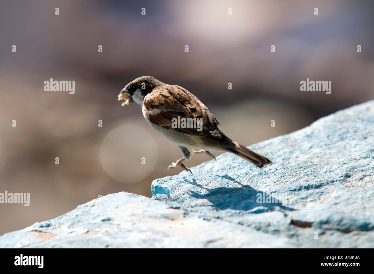 Birds of rajasthan hi-res stock photography and images - Alamy