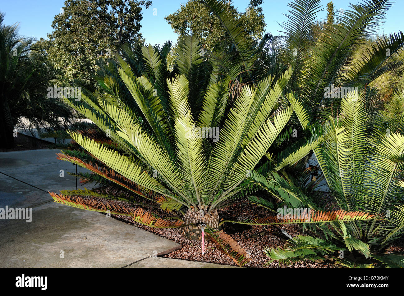 Zamiaceae Encephalartos Stock Photo