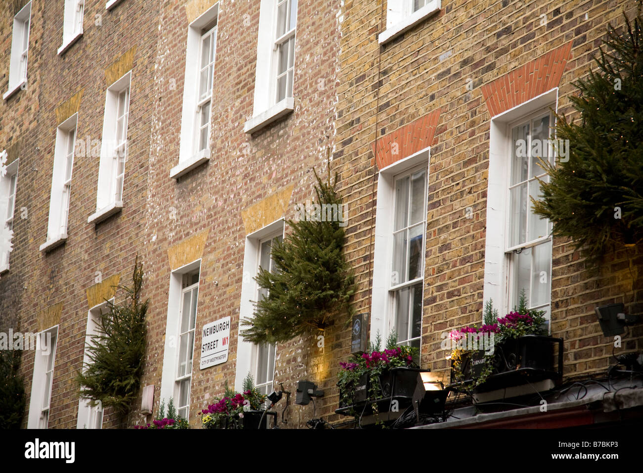 georgian era terraced properties in central london complete with christmas trees and window boxes Stock Photo