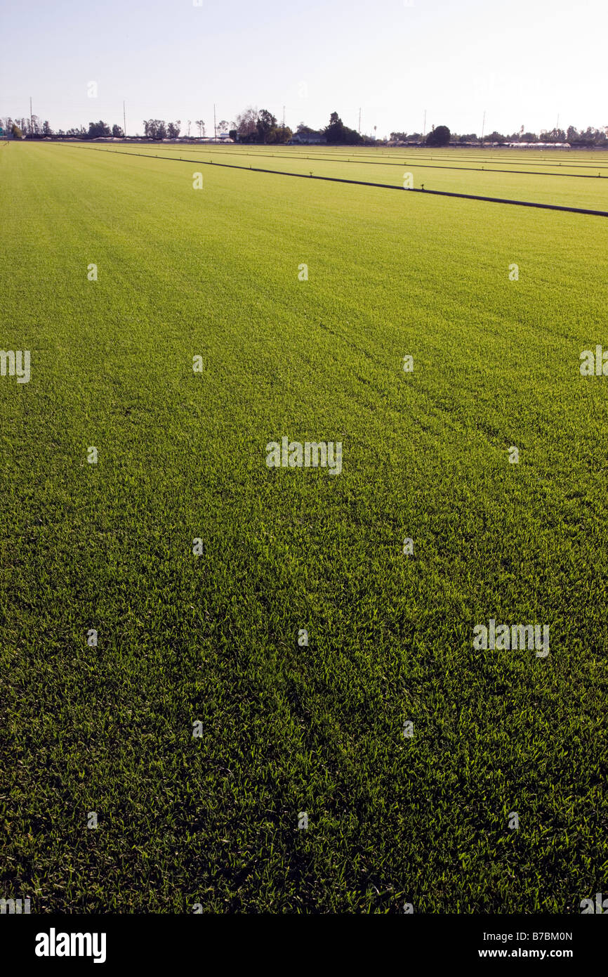Rich green grass grows on a sod farm in southern California, USA Stock