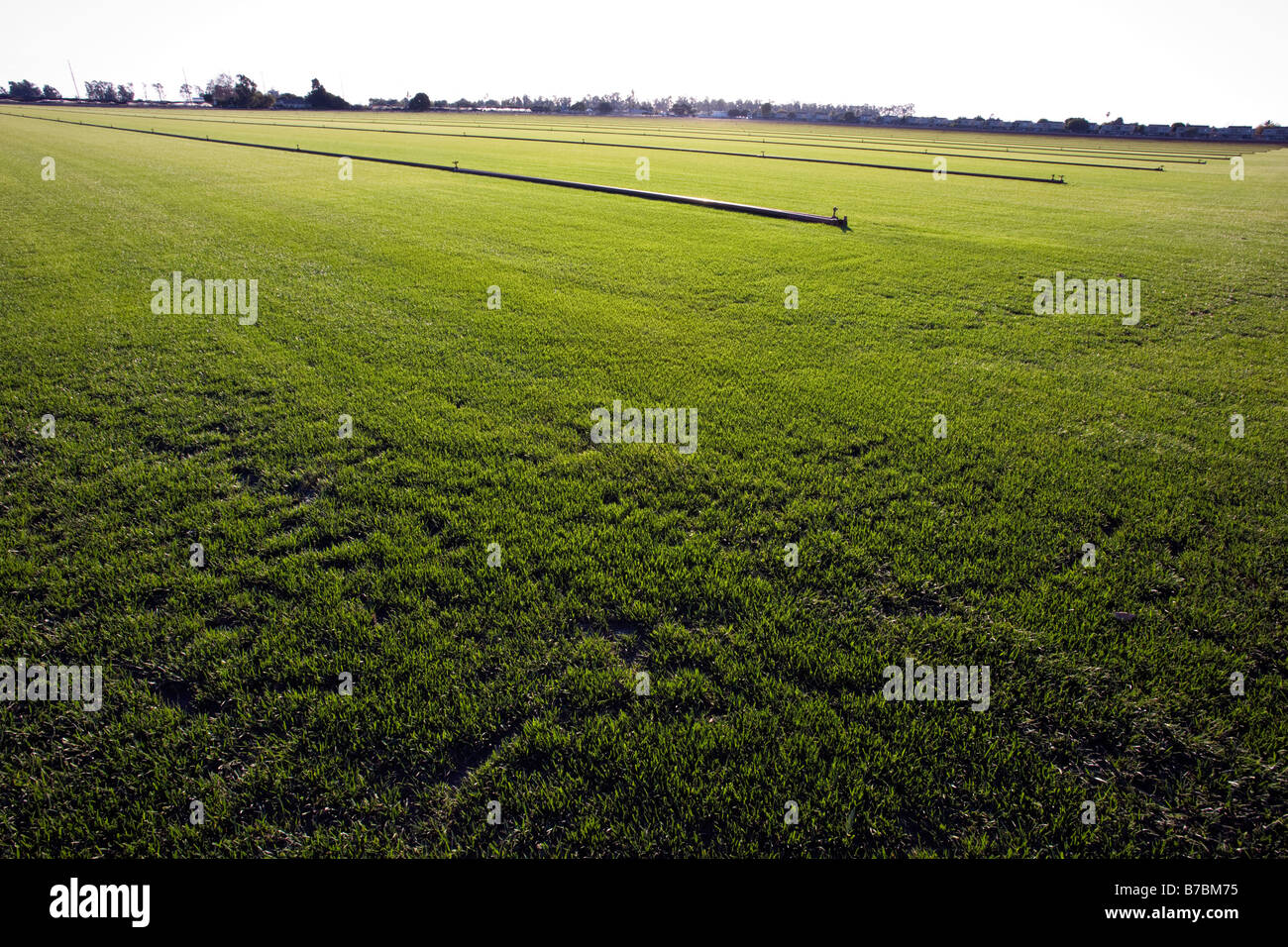 Rich green grass grows on a sod farm in southern California, USA Stock