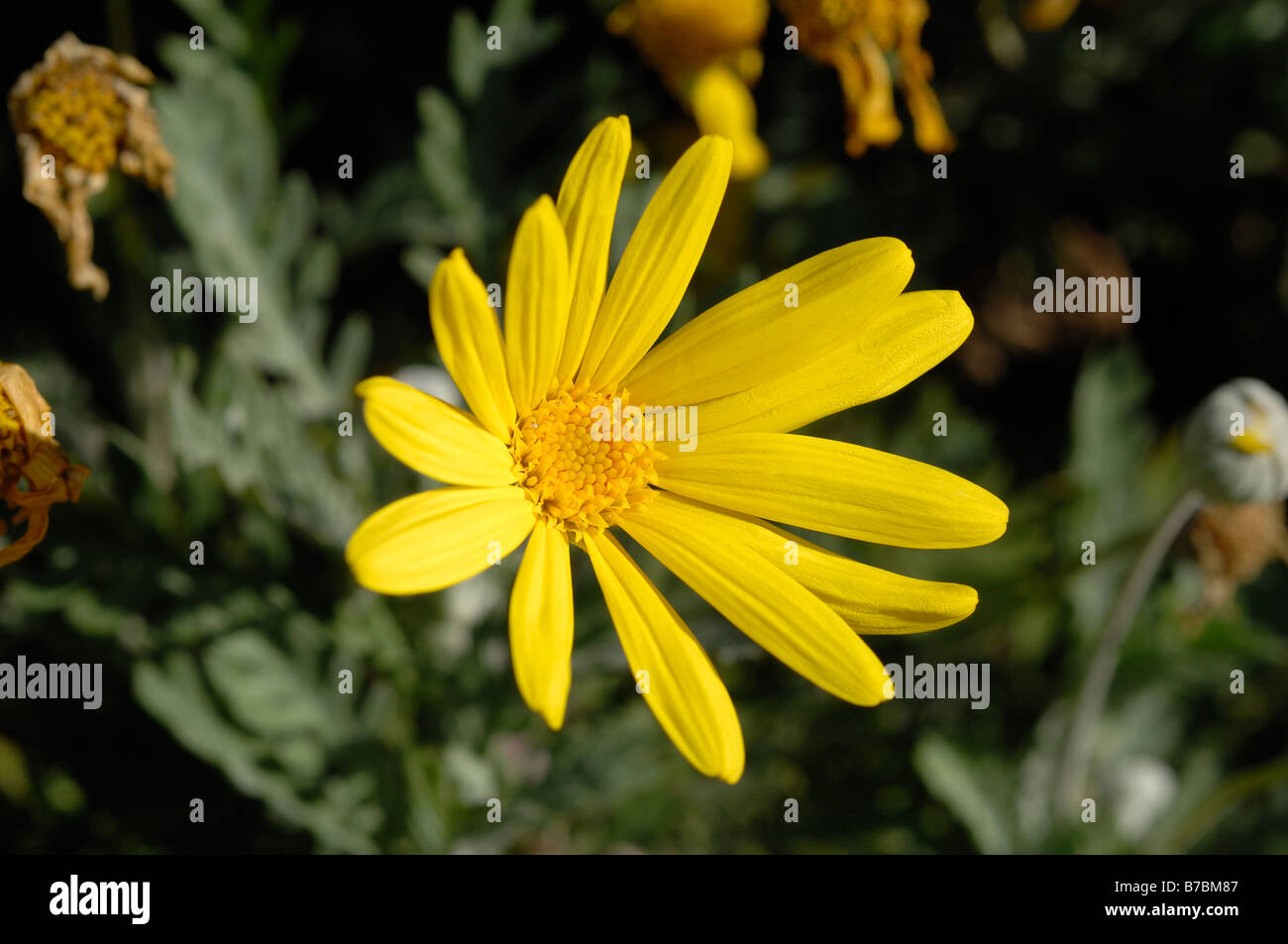 Euryops Pectinatus Yellow bush daisy Stock Photo