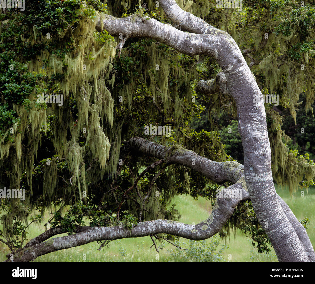 SPANISH MOSS grows on a LIVE OAK TREE in the COASTAL RANGE of CARMEL VALLEY CALIFORNIA Stock Photo