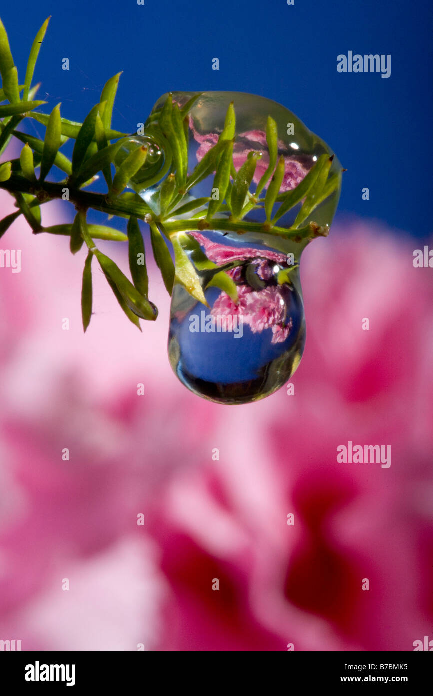 water droplet acts as lens to image flowers in distance Stock Photo Alamy