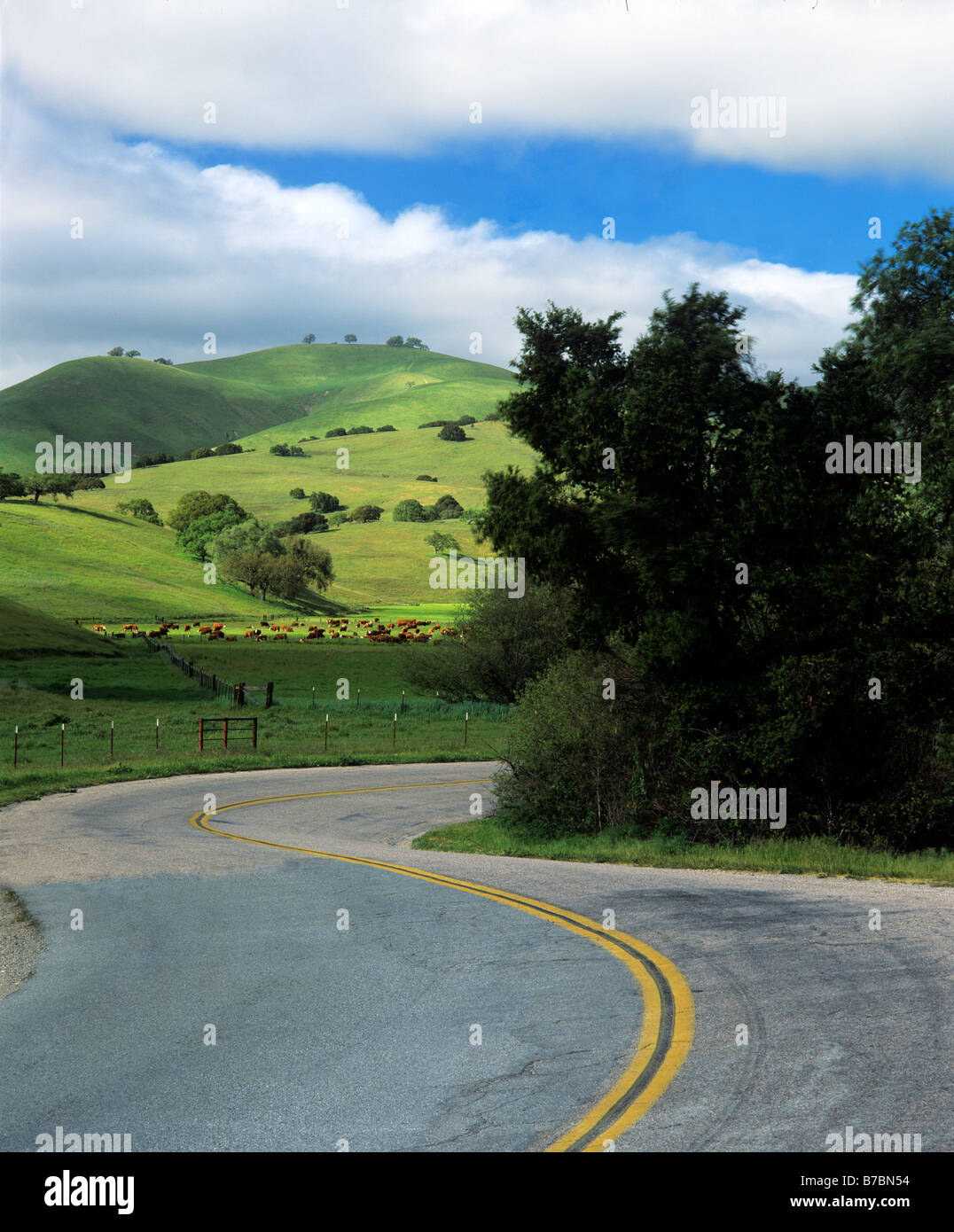 CARMEL VALLEY ROAD winds through the OAK STUDDED hills of CARMEL VALLLEYS CATTLE COUNTRY CALIFORNIA Stock Photo