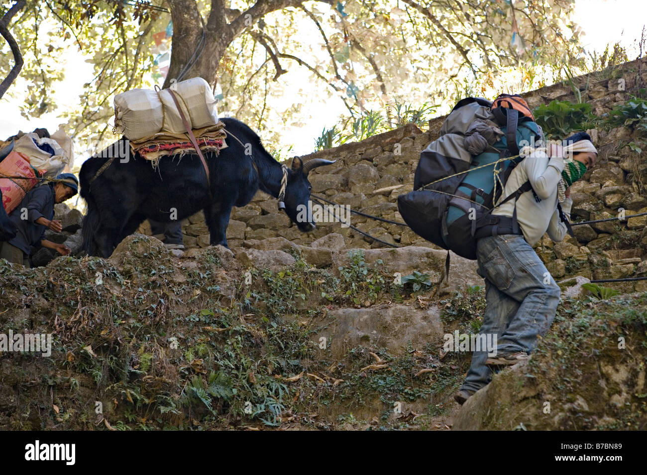 Nepali porters carrying goods in Everest Valley Sagarmatha National Park Khumbu region Nepal Stock Photo