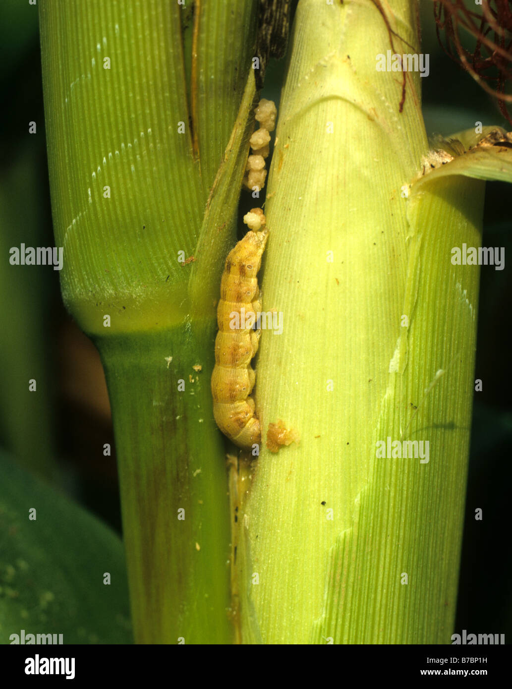 Corn earworm, bollworm or fruitworm Helicoverpa armigera feeding on a