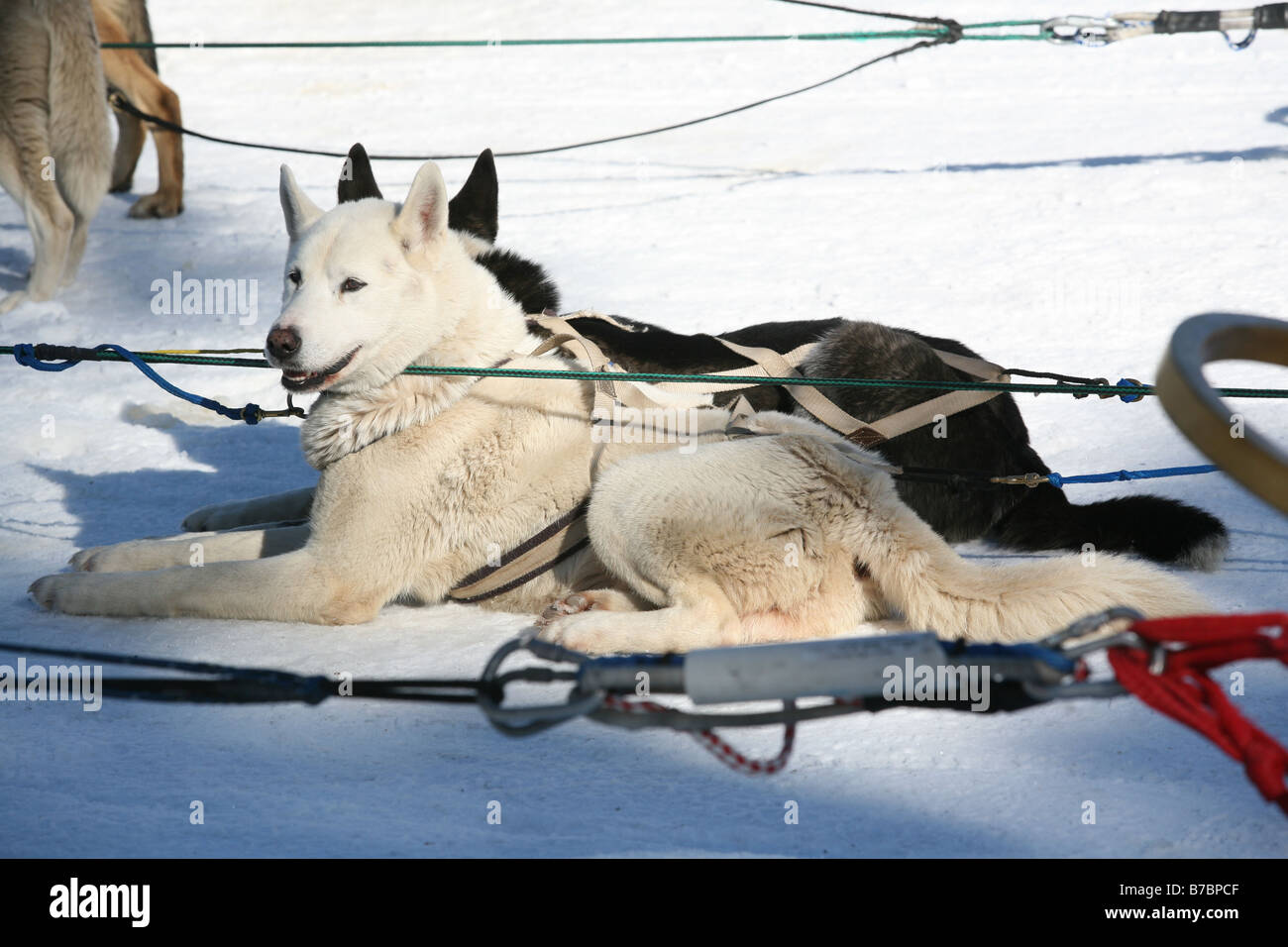 Dog sledding across the snowy mountains Stock Photo Alamy